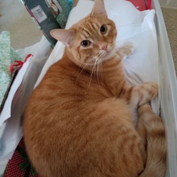 Meet your Posher, Erin - Picture 2 of 3